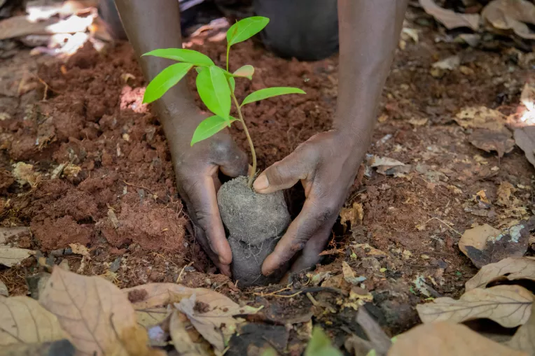 Protecting and restoring West Africa’s Cavally Forest