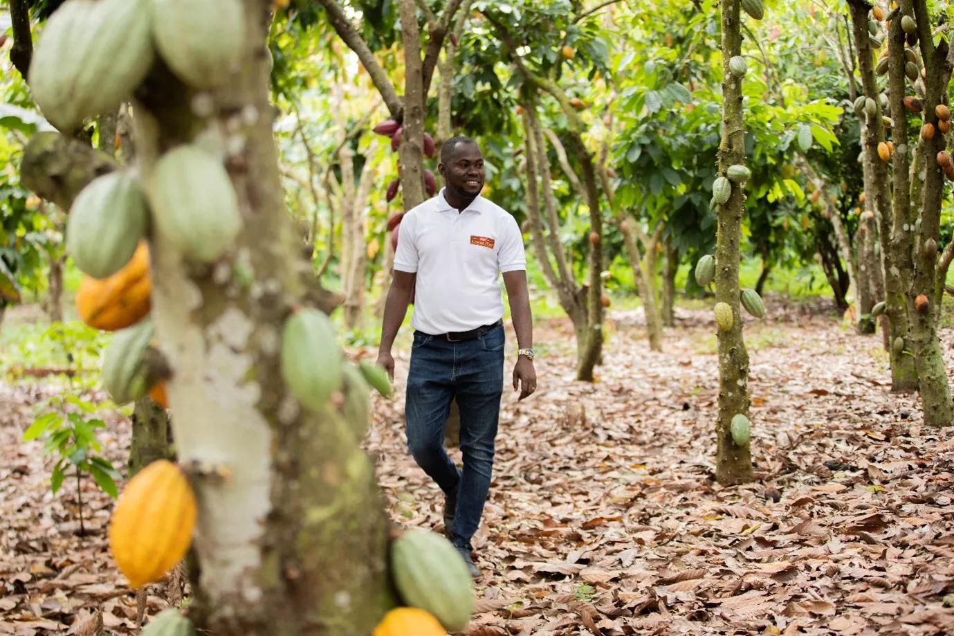 Disease prevention across a cocoa farm